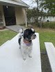 Negocio 4 Paws Grooming Salon