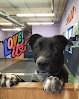 Negocio 4 Paws Grooming