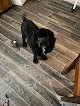Negocio A-1 Pet Boarding & Grooming