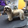 Negocio A Cut Above Pet Stylists