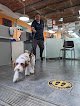 Negocio A Cut Above Pet Stylists