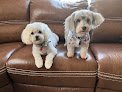 Negocio A Diamond In The Ruff Dog Grooming