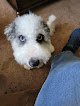 Negocio A Dog's Best Friend Grooming
