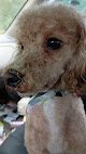 Negocio A Dog's Life