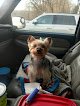 Negocio A & K Fine K-9 Pet Grooming Salon