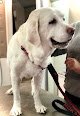 Negocio A Little Big Dog Mobile Pet Salon Llc