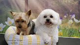 Negocio A Pawsitive Image Grooming Salon