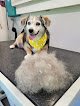 Negocio A Pup In A Tub Mobile Pet Spa