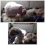 Negocio A.a.a. Mobile Pet Grooming