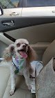 Negocio Academy Of Dog Grooming Arts