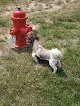 Negocio Acadiana Pet Spa