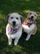Negocio Adorable Dog Grooming