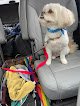 Negocio Adorable Do's Pet Grooming