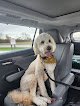 Negocio Adorable Pet Grooming