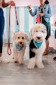 Negocio Adri’s Dog Town