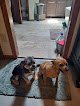 Negocio Aimee's Pet Grooming