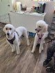 Negocio All 4 Paws Mobile Grooming