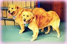 Negocio All About Dogs & Cats