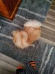 Negocio All Around Town Mbl Grooming
