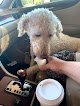 Negocio All Creatures Great & Groomed