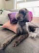 Negocio All Fluffed Up Dog Grooming