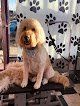 Negocio All Four Paws Dog Grooming