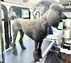 Negocio All Paws N’ More Grooming