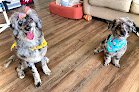 Negocio All Pet Grooming