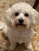 Negocio All Pets Grooming Services Llc