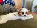 Negocio All Pro Pet Spa