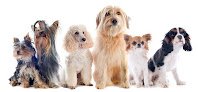 Negocio All Star Grooming (& Pet Palace) - Pet Groomer, Cheyenne, Wy