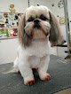 Negocio All-breed Groom Shop