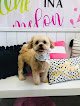 Negocio Allie's Alley Grooming Spa