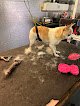 Negocio Alpha Mobile Grooming