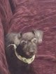 Negocio Alpha Mobile Pet Grooming