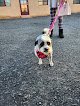 Negocio Alpha Pet & Dog Grooming Albuquerque