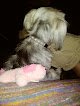 Negocio Always In Style Mobile Pet Grm