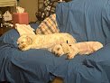 Negocio Amanda's Pet Grooming