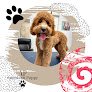 Negocio American Puppy Grooming & Boutique