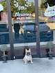 Negocio Amore Pet Care Of La