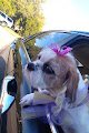Negocio Amy's Dog Grooming