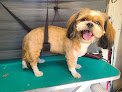 Negocio Angel Paws Mobile Grooming