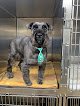 Negocio Angelia Bayouvista Pet Groominghaase