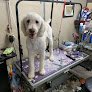 Negocio Angel's Pet Grooming