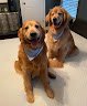 Negocio Animal Arts Grooming Salon
