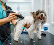 Negocio Animal House Grooming Salon