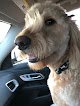 Negocio Animal House Pet Grooming