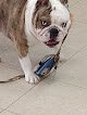 Negocio Animal Krackers Pet Grooming