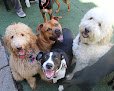 Negocio Animal Loving Care