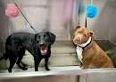 Negocio Arnie's Dog Spa